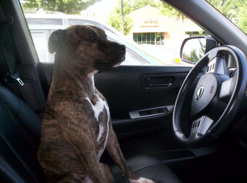 tiki pit bull buyers agent scott lindsley foreclosure realtor dog charlotte 